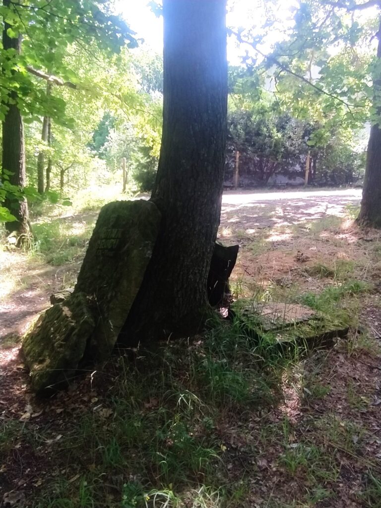 Kamienna pozostałość przy drzewie w okolicach Ślęży