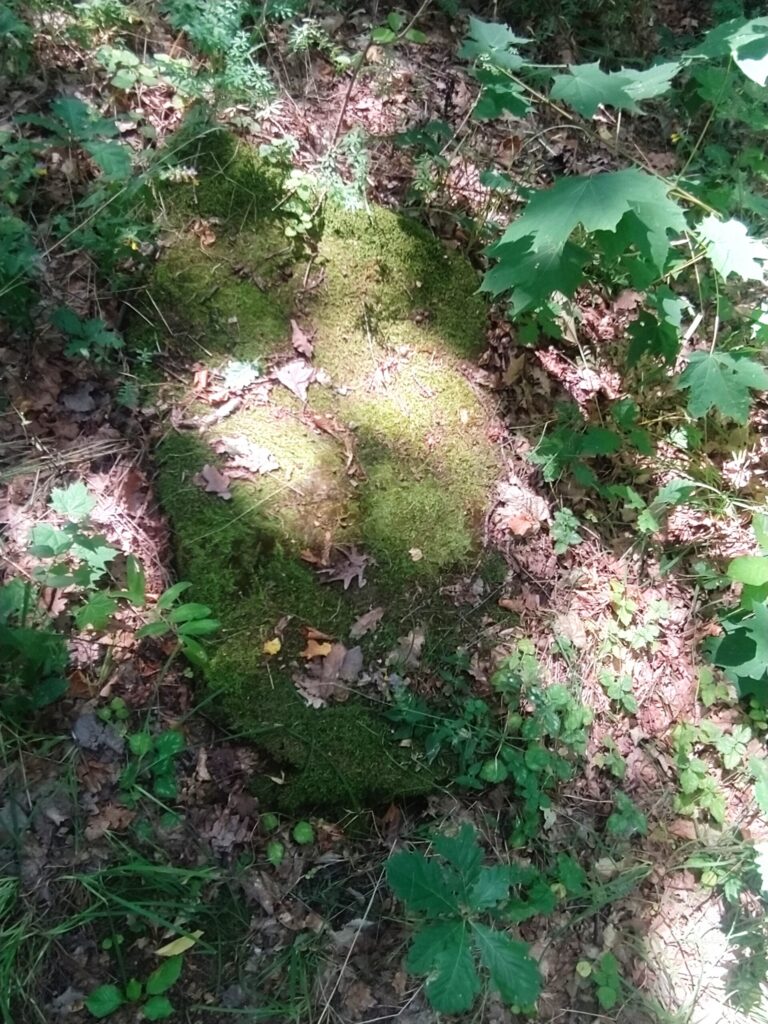 Omszały kamień w lesie w okolicach Ślęży