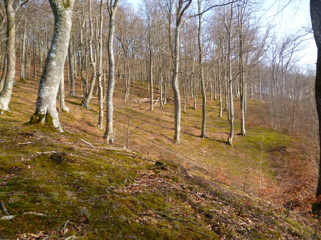 Drzewa i ziemne wzniesienia na pomorskim grodzisku