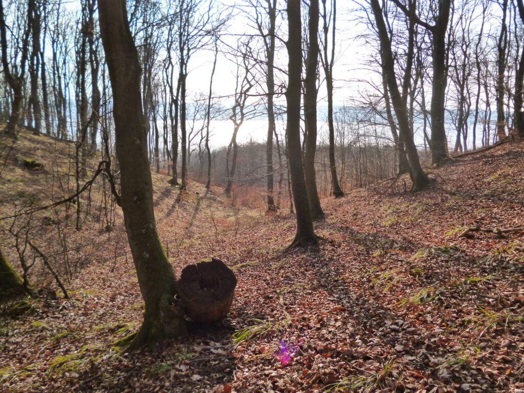 Drzewa na zboczu pomorskiego grodziska z widokiem na jezioro