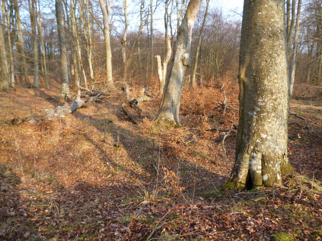 Ziemne wzniesienia i kamienie na terenie pomorskiego grodziska
