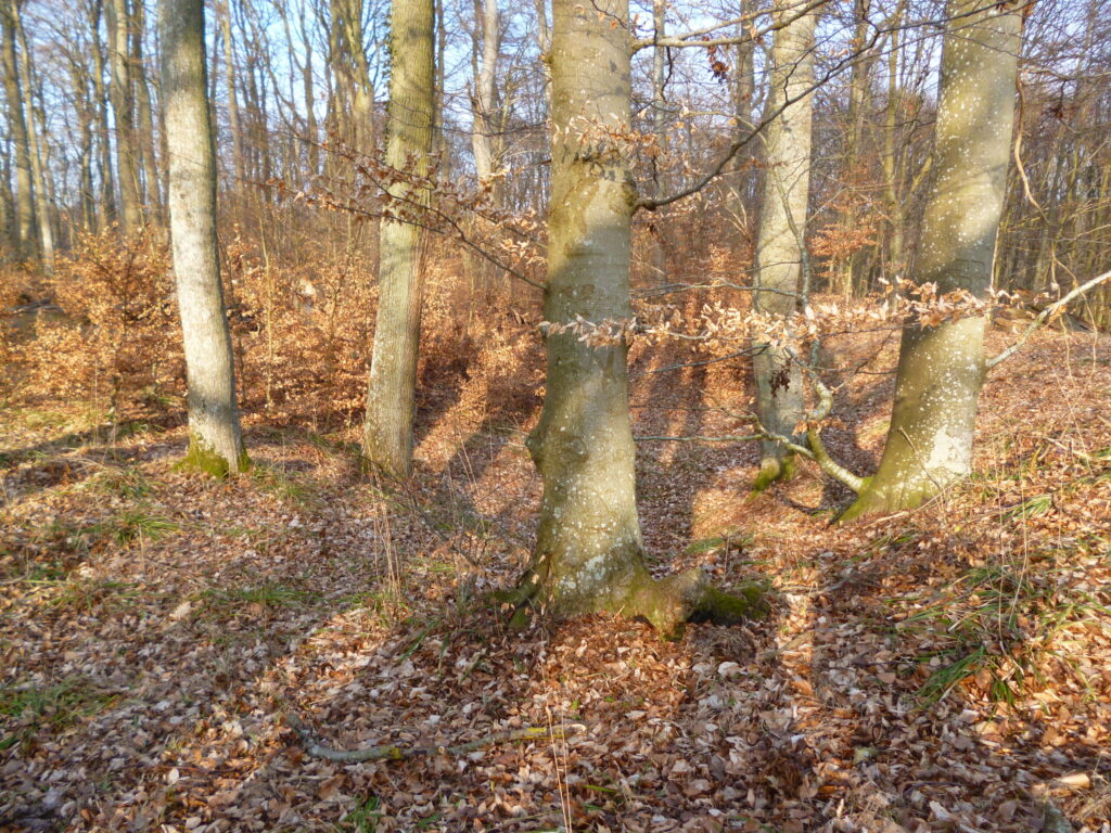 Fosa i wały pomorskiego grodziska wśród drzew