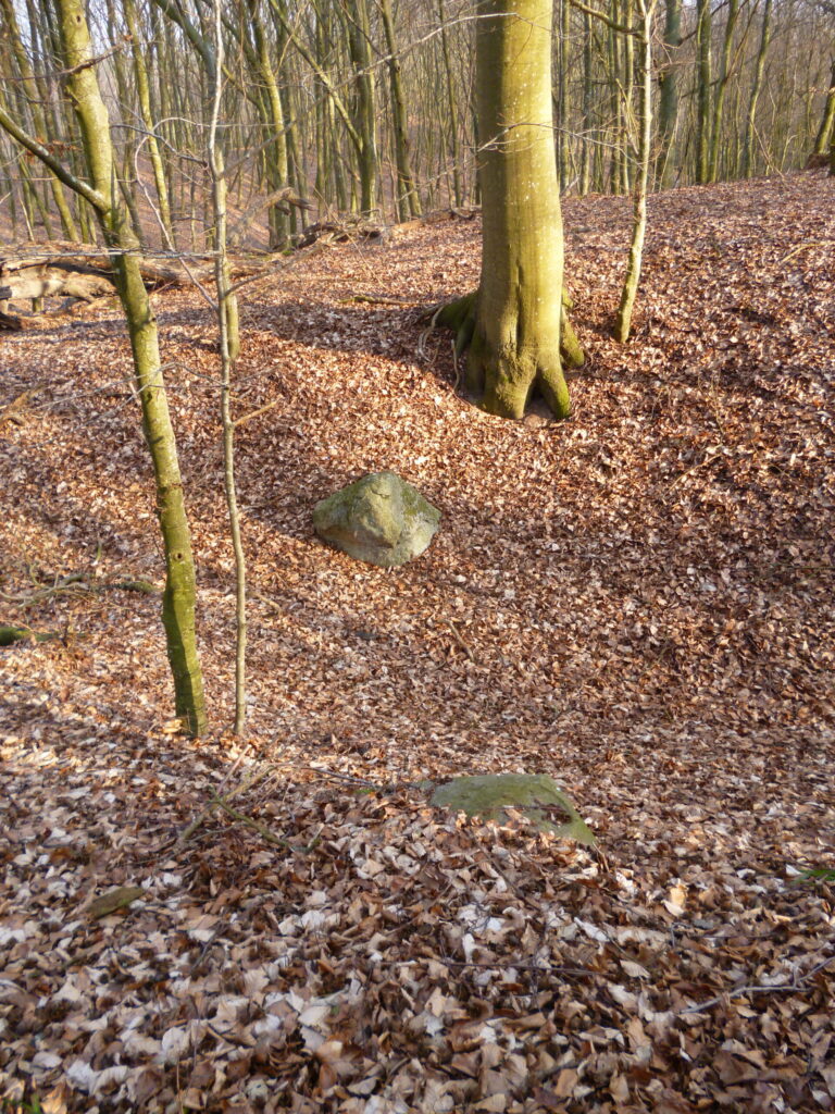 Kamień i drzewo na terenie pomorskiego grodziska