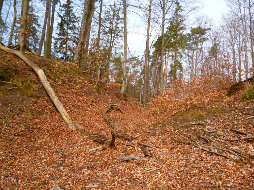 Zalesiona fosa i strome wały pomorskiego grodziska