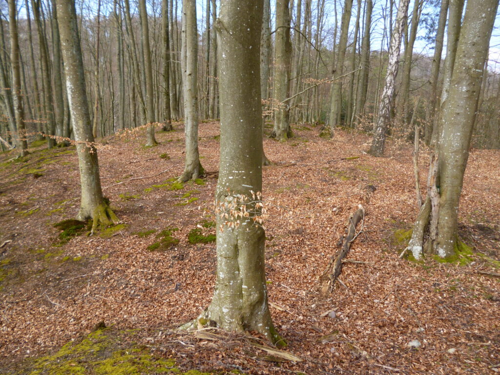 Omszałe korzenie drzew na terenie pomorskiego grodziska