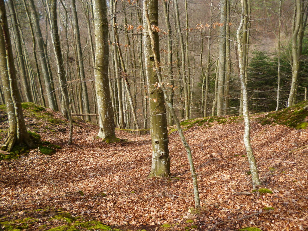Strome zbocze pomorskiego grodziska porośnięte lasem