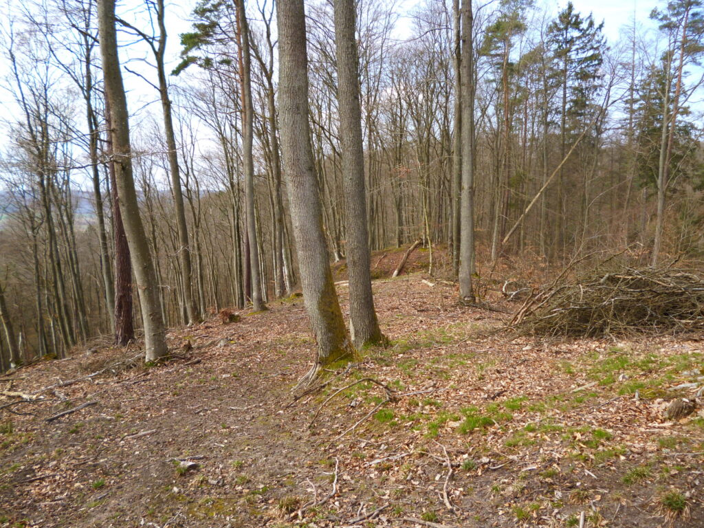 Leśne wnętrze pomorskiego grodziska wczesną wiosną