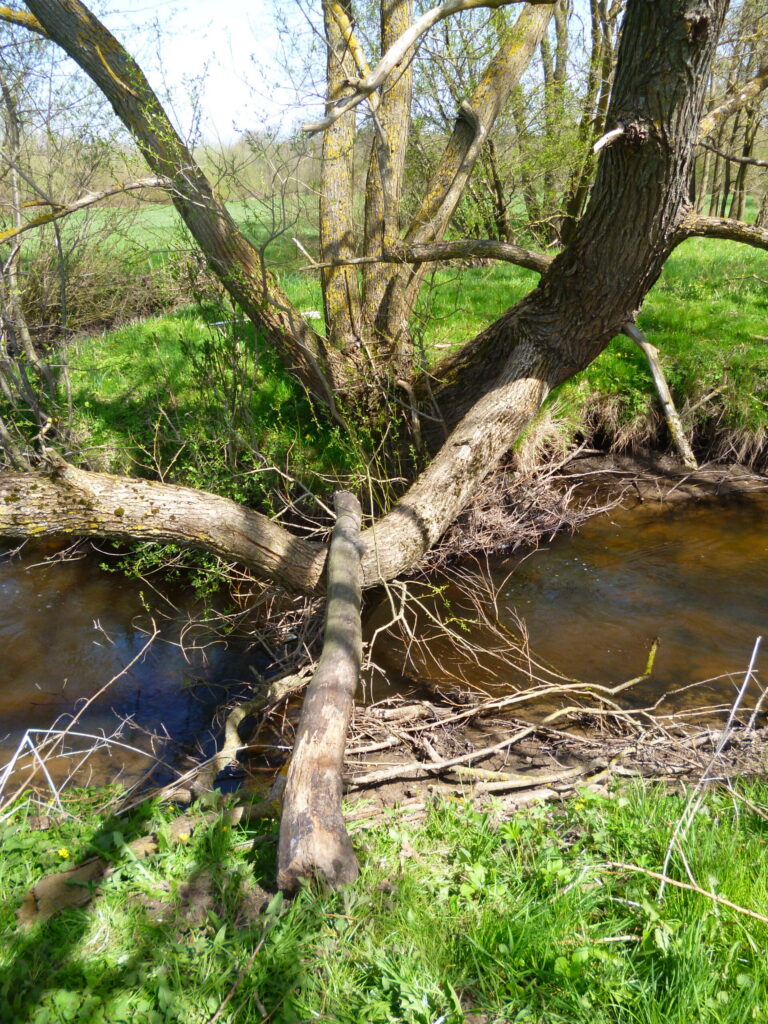 Strumień z powalonymi drzewami w okolicach pomorskiego grodziska