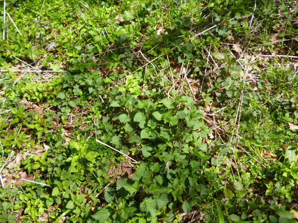 Zielone runo leśne przy pomorskim grodzisku