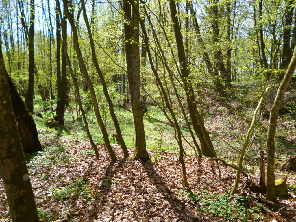 Drzewa i ziemne wzniesienia na pomorskim grodzisku wiosną