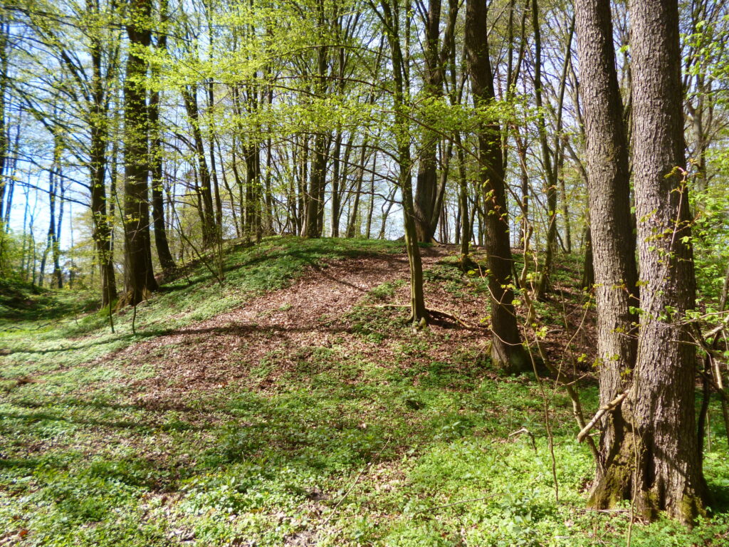 Leśny wał pomorskiego grodziska z widoczną ścieżką