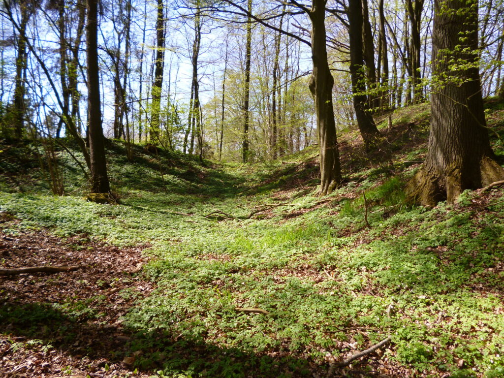 Zagłębienie między zalesionymi wałami pomorskiego grodziska
