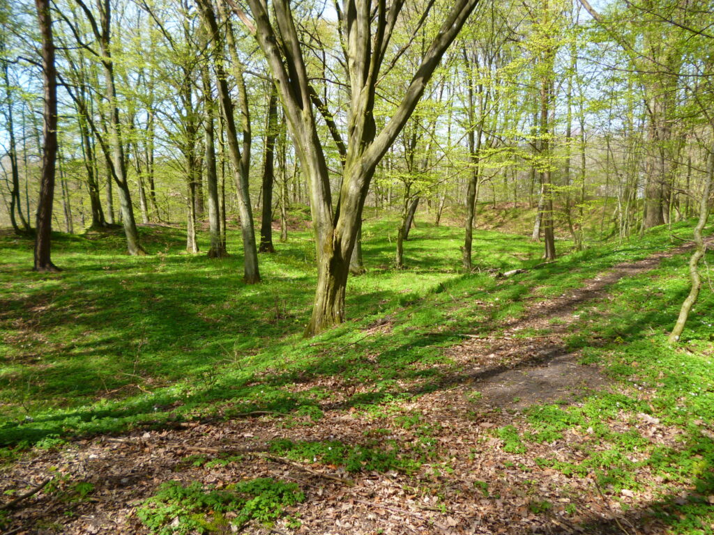 Wiosenna zieleń na zalesionych wałach pomorskiego grodziska