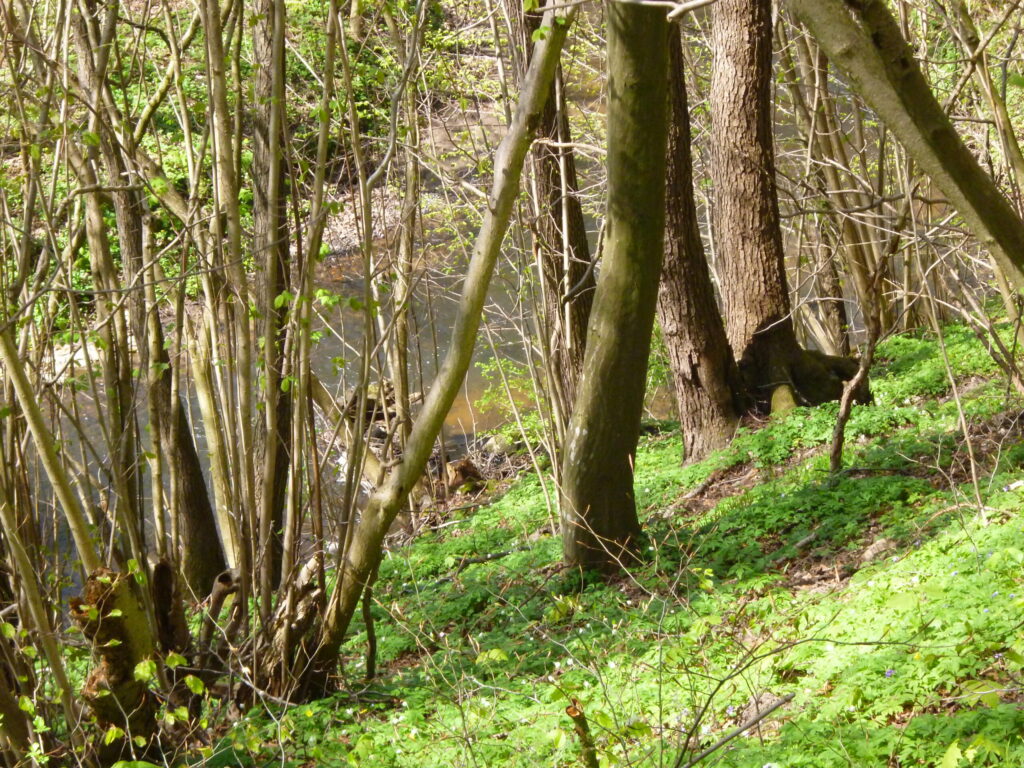 Drzewa na zielonym zboczu pomorskiego grodziska