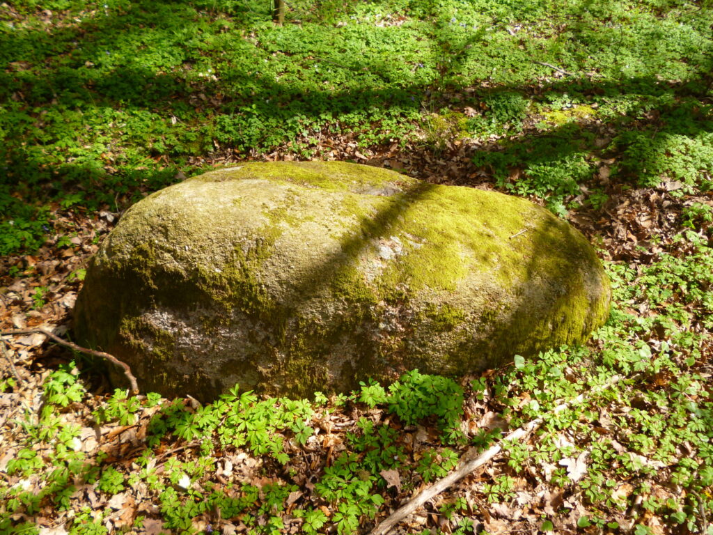 Duży omszały głaz w lesie na pomorskim stanowisku archeologicznym