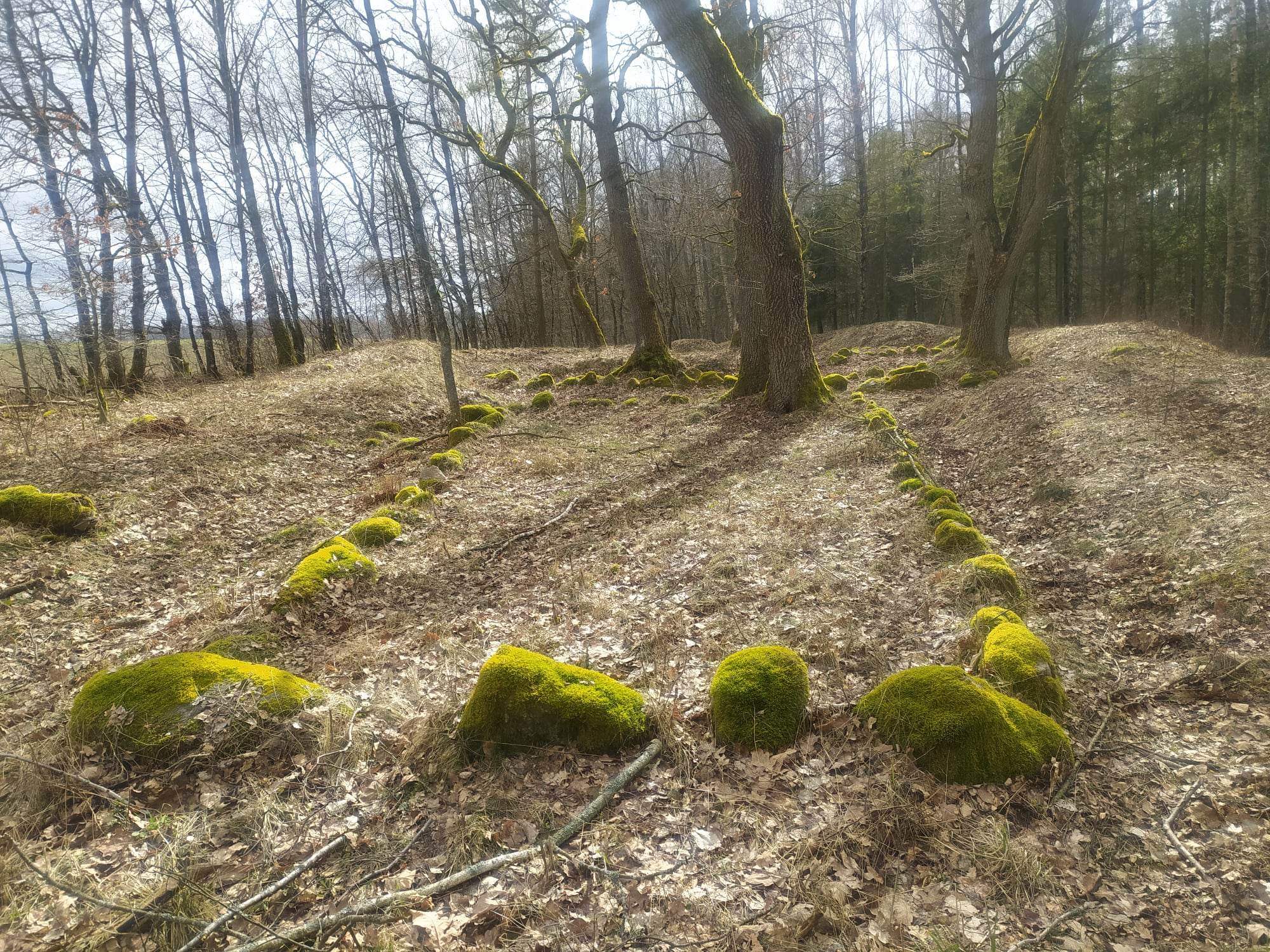 Kamienny grobowiec megalityczny w lesie w Łupawie